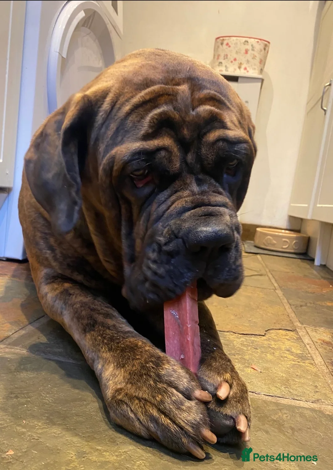 Mixed Breed dogs for sale: Beautiful girl Willow in West Wickham - Advert 1