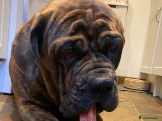 Mixed Breed dogs Beautiful girl Willow - Advert 1