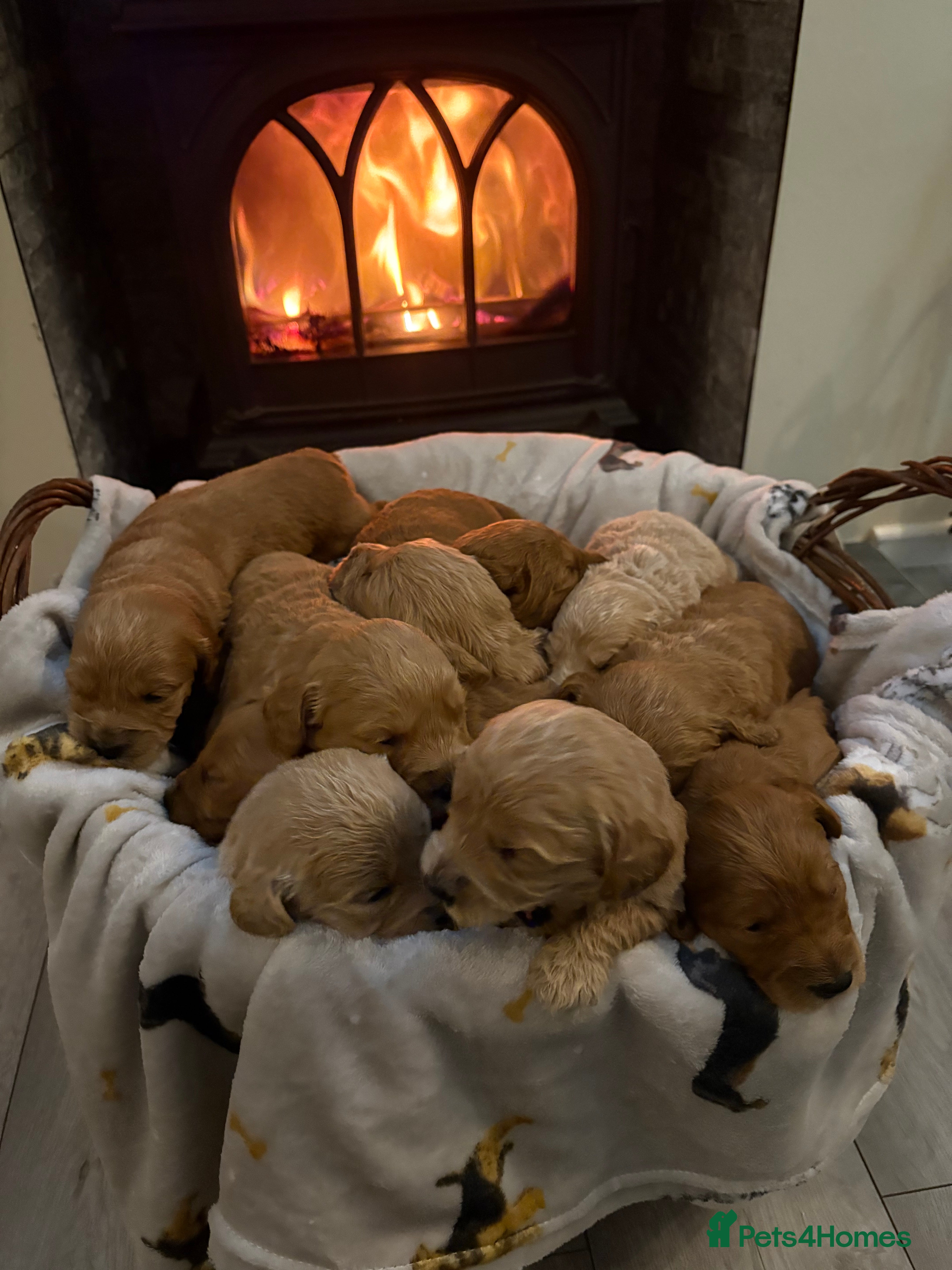 Mini Goldendoodle dogs Are Gorgeous golden doodle puppies 🐶 - Advert 1