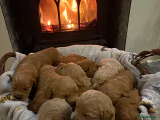 Mini Goldendoodle dogs Are Gorgeous golden doodle puppies πΆ - Advert 3