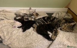 Mixed Breed cats for sale: 3 beautiful kittens - Image 12