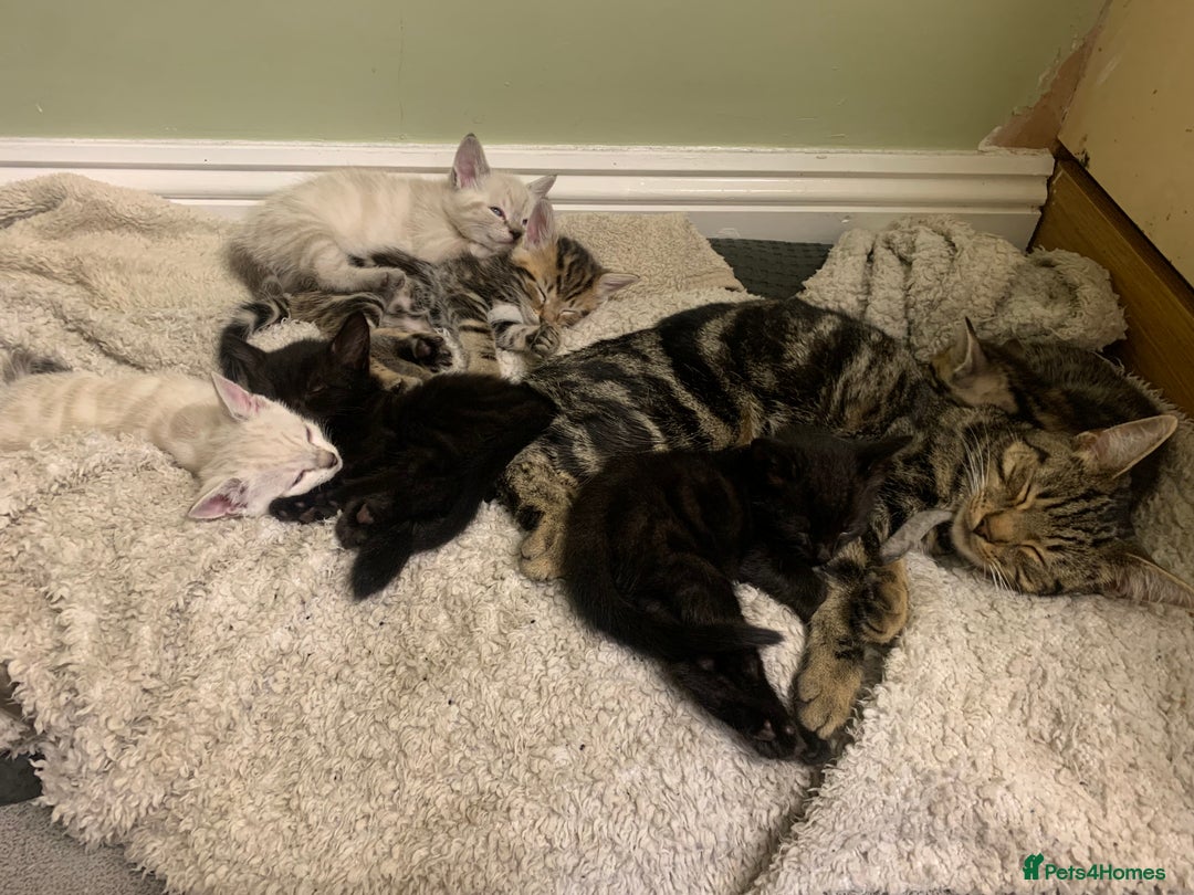 Mixed Breed cats for sale: 3 beautiful kittens - Image 12