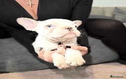 French Bulldog dogs for sale: French Bulldog Puppies for Sale Top Quality,  - Image 19