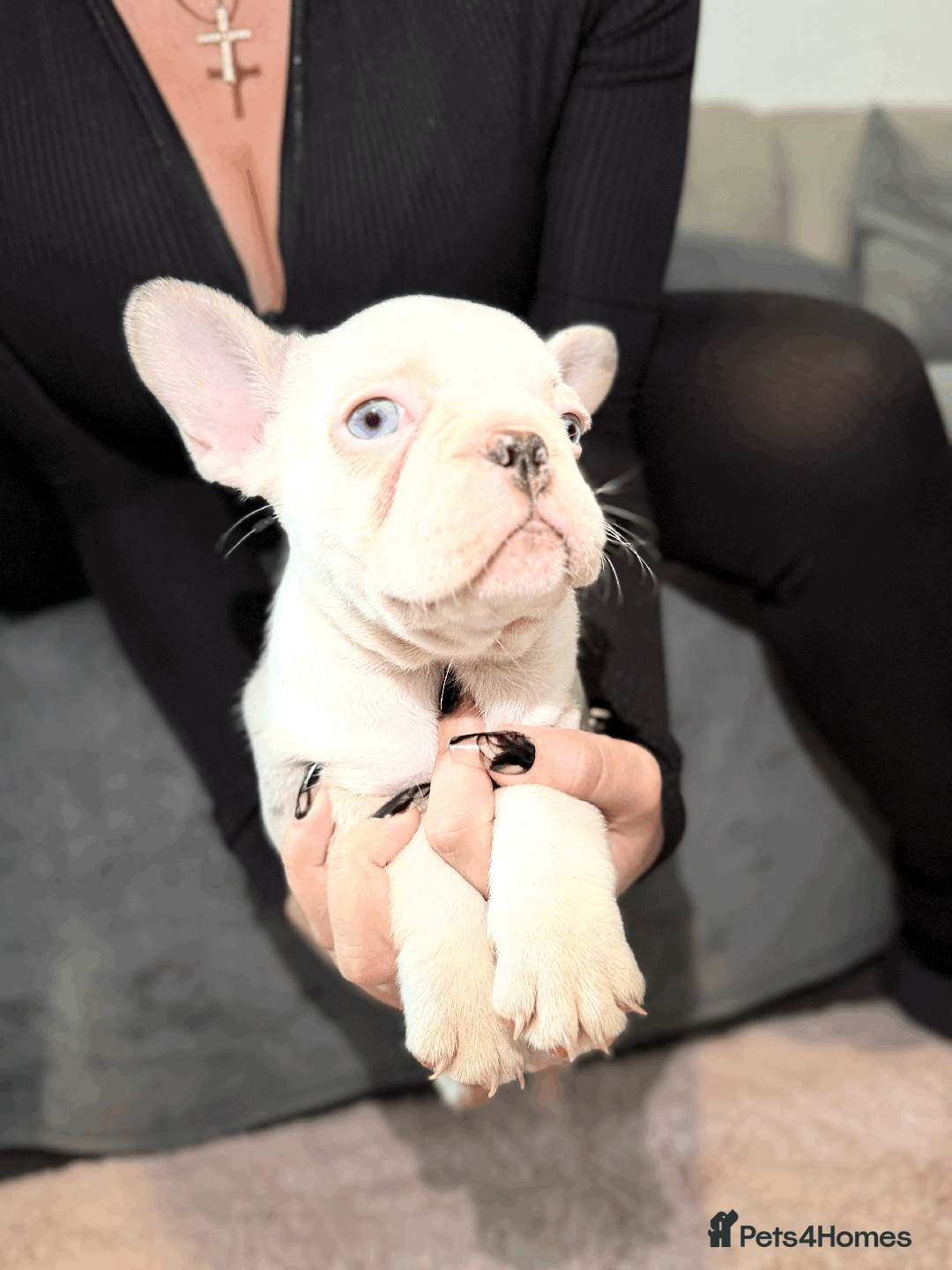 French Bulldog dogs for sale: French Bulldog Puppies for Sale Top Quality,  - Image 19