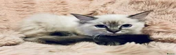 Ragdoll cats for sale: Degruchi Cattery has show quality kittens for sale in Petersfield - Advert 15