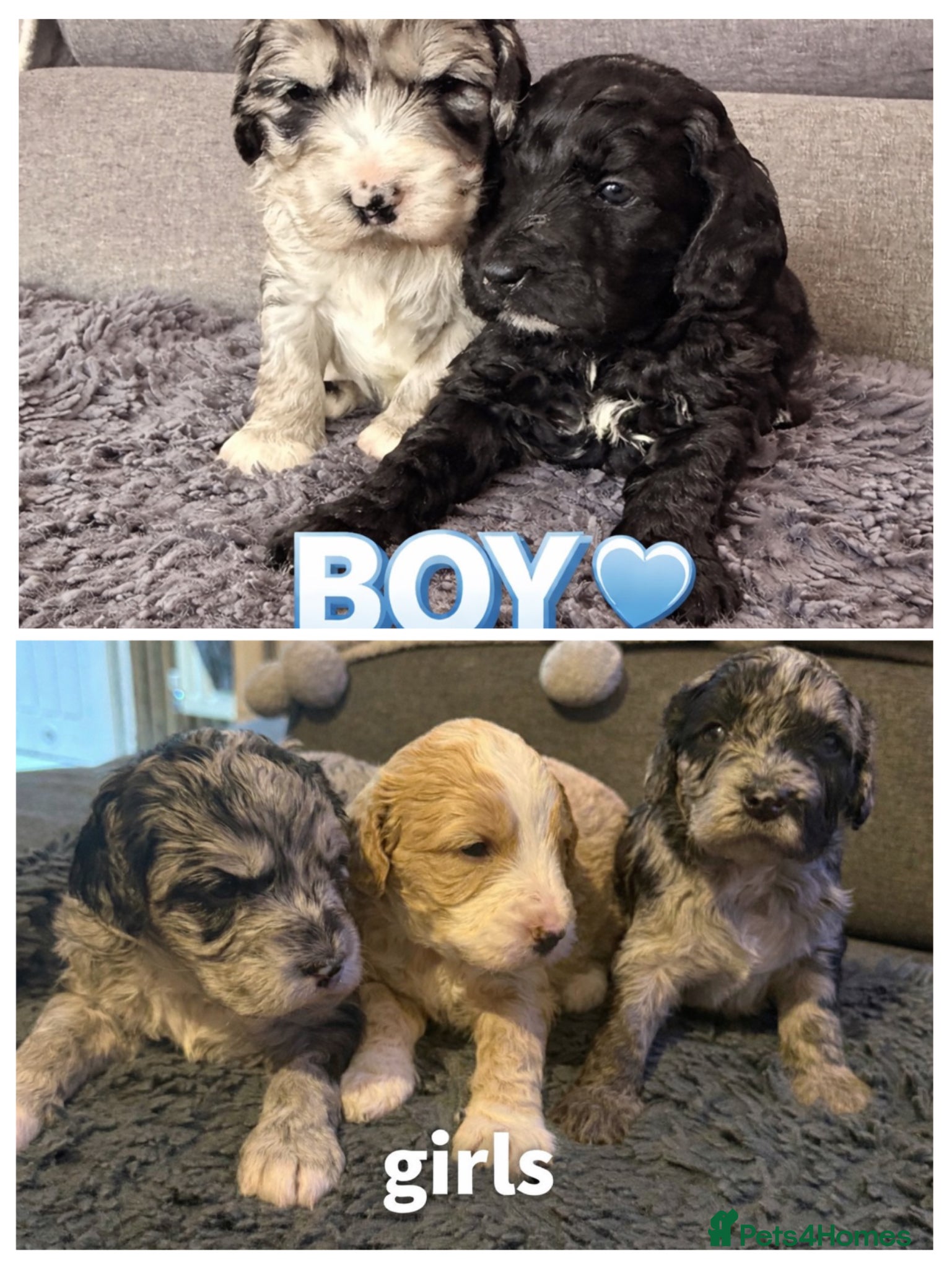 Australian Labradoodle dogs AUSTRALIAN LABRADOODLE  - Advert 4