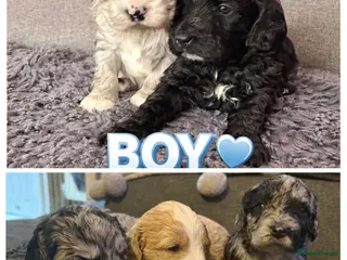 Australian Labradoodle dogs AUSTRALIAN LABRADOODLE - Advert 4