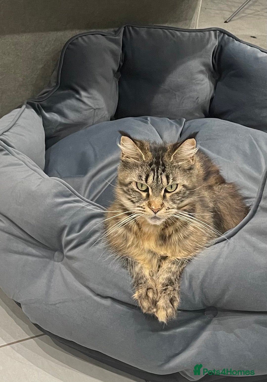 Maine Coon cats for sale: 3 year old female maine coon  - Advert 4
