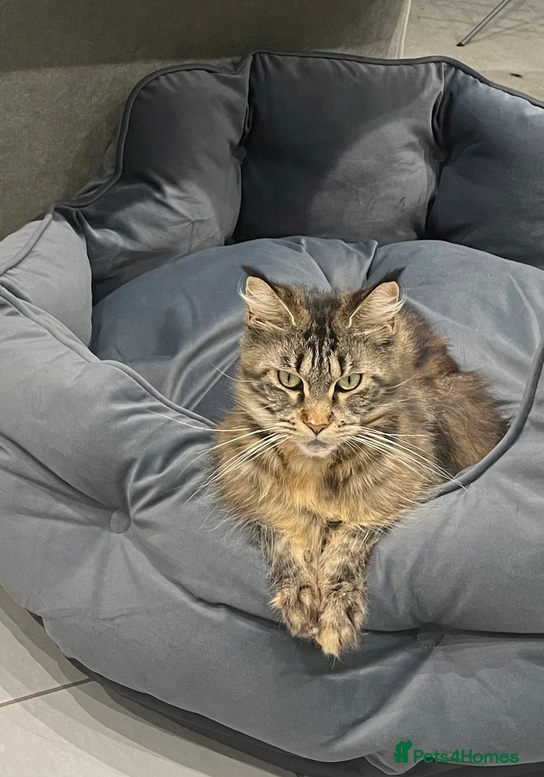 Maine Coon cats for sale: 3 year old female maine coon  - Advert 4