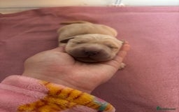 Golden Retriever dogs for sale: KC Registered Golden Retriever Puppies FOR SALE 🐾 - Image 6