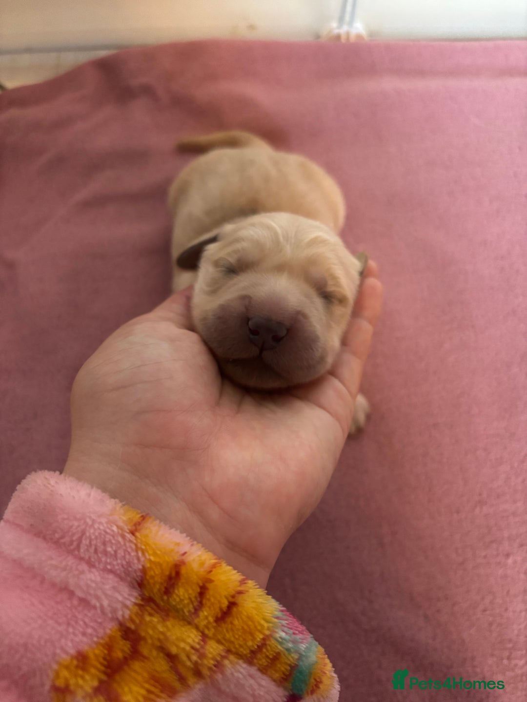 Golden Retriever dogs for sale: KC Registered Golden Retriever Puppies FOR SALE 🐾 - Image 6