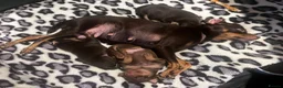 Russian Toy Terrier dogs for sale: RUSSIAN TOY TERRIERS  - Advert 8