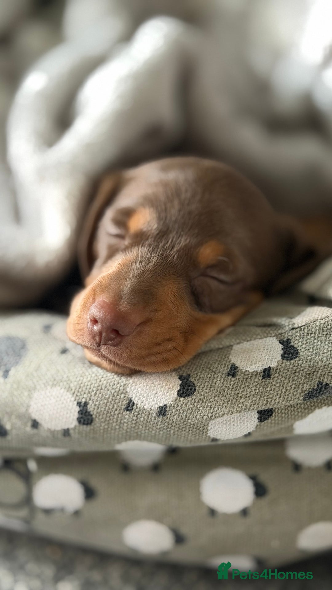 Miniature Dachshund dogs for sale: Miniature dachshund puppies  - Advert 2