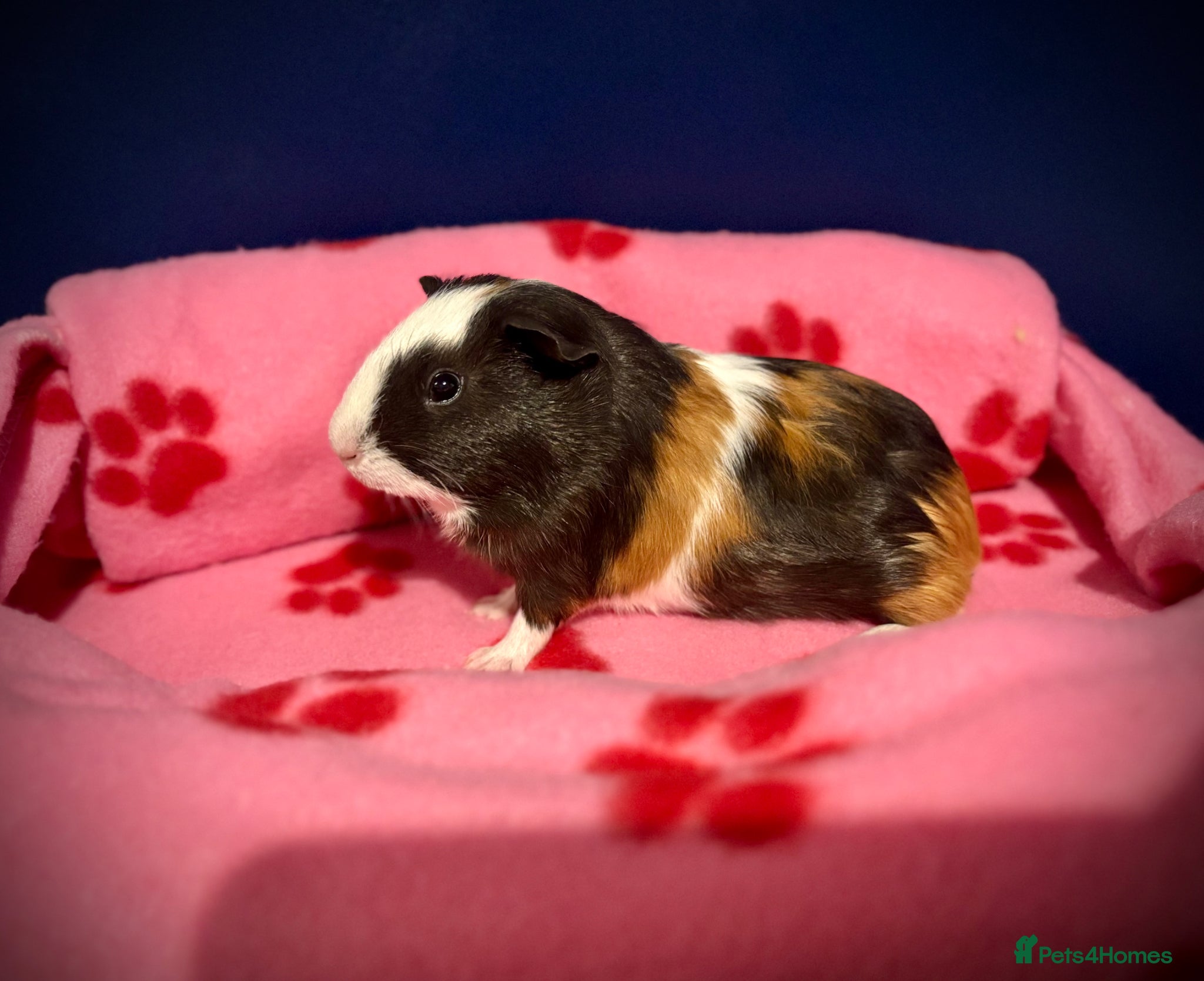 Guinea Pig rodents Two lovely Male bonded guinea pigs🐹🩵 - Advert 2