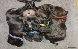 Sproodle dogs for sale: Sproodle F1 Puppies - Image 9