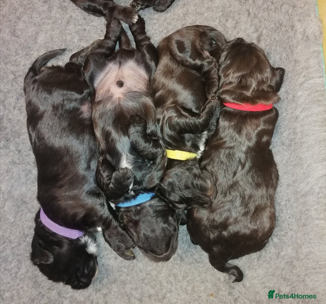Sproodle dogs for sale: Sproodle F1 Puppies - Image 9