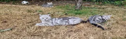 British Shorthair cats for sale: Lovely kittens - Advert 7