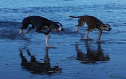 Whippet dogs for stud: Blue & white whippet for stud. - Image 6