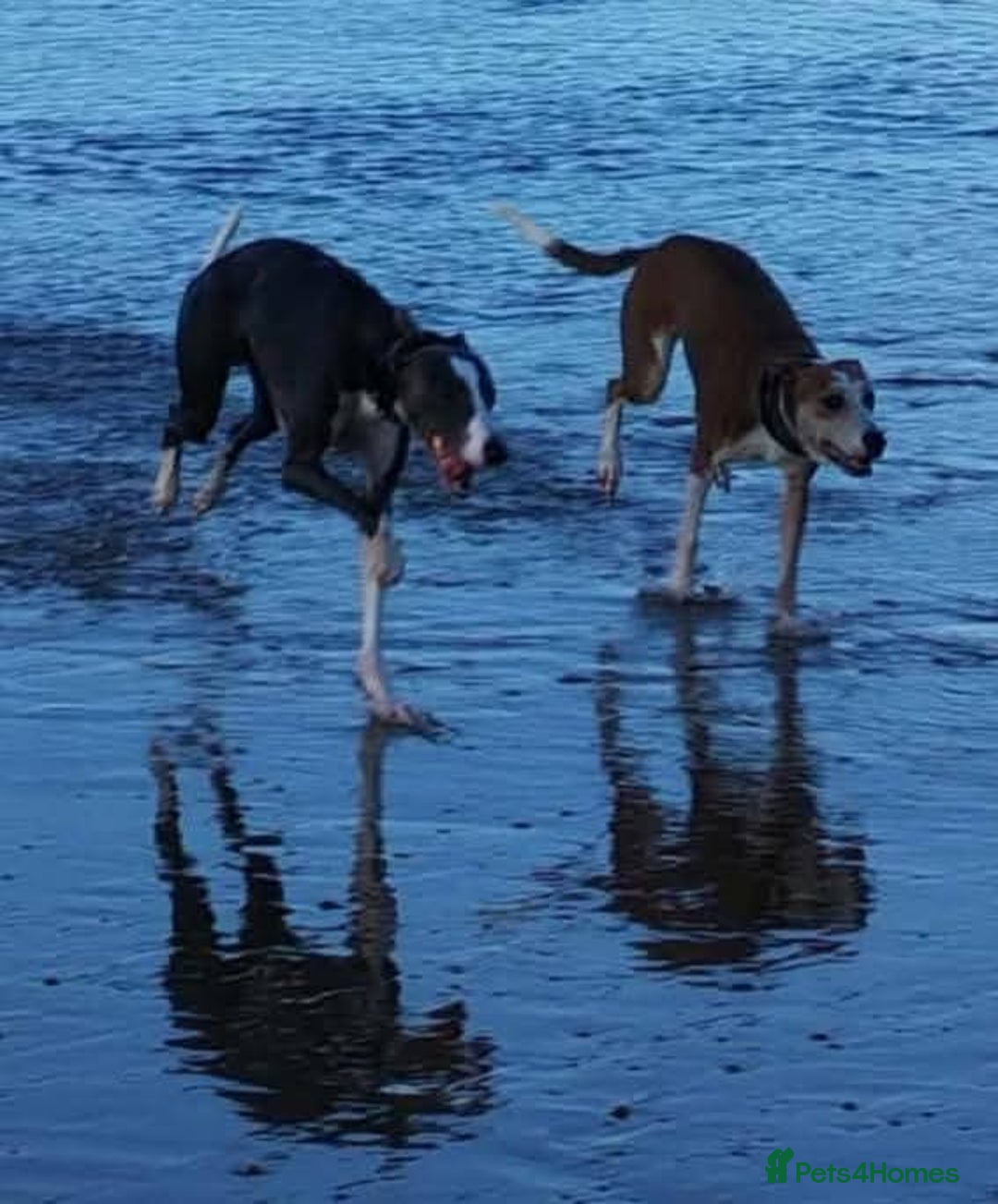 Whippet dogs for stud: Blue & white whippet for stud. - Image 6