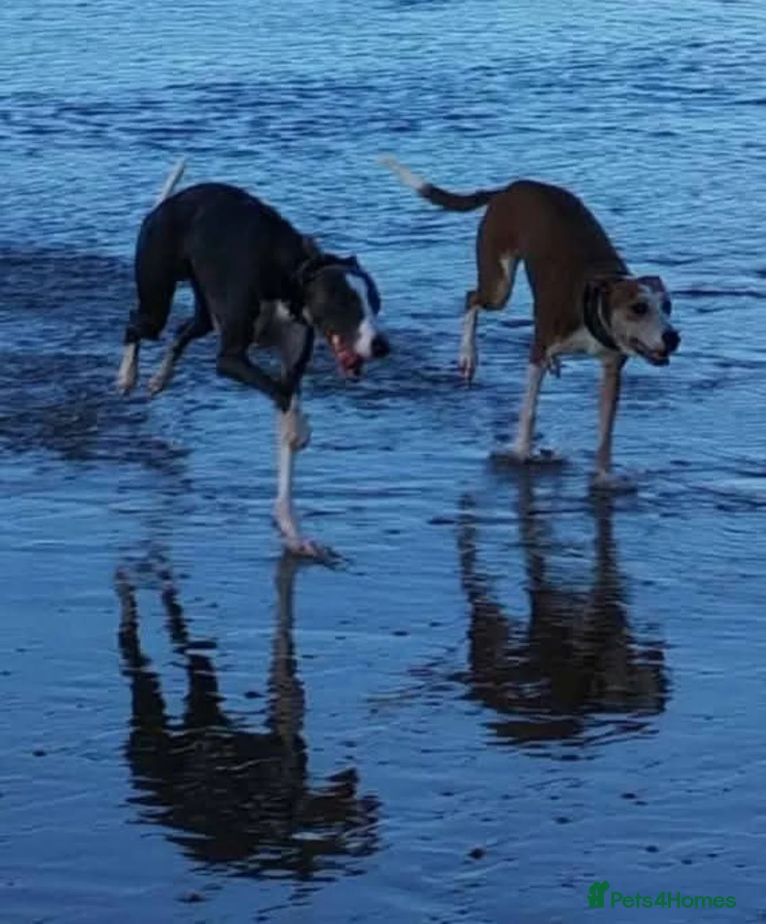 Whippet dogs for stud: Blue & white whippet for stud. - Advert 6