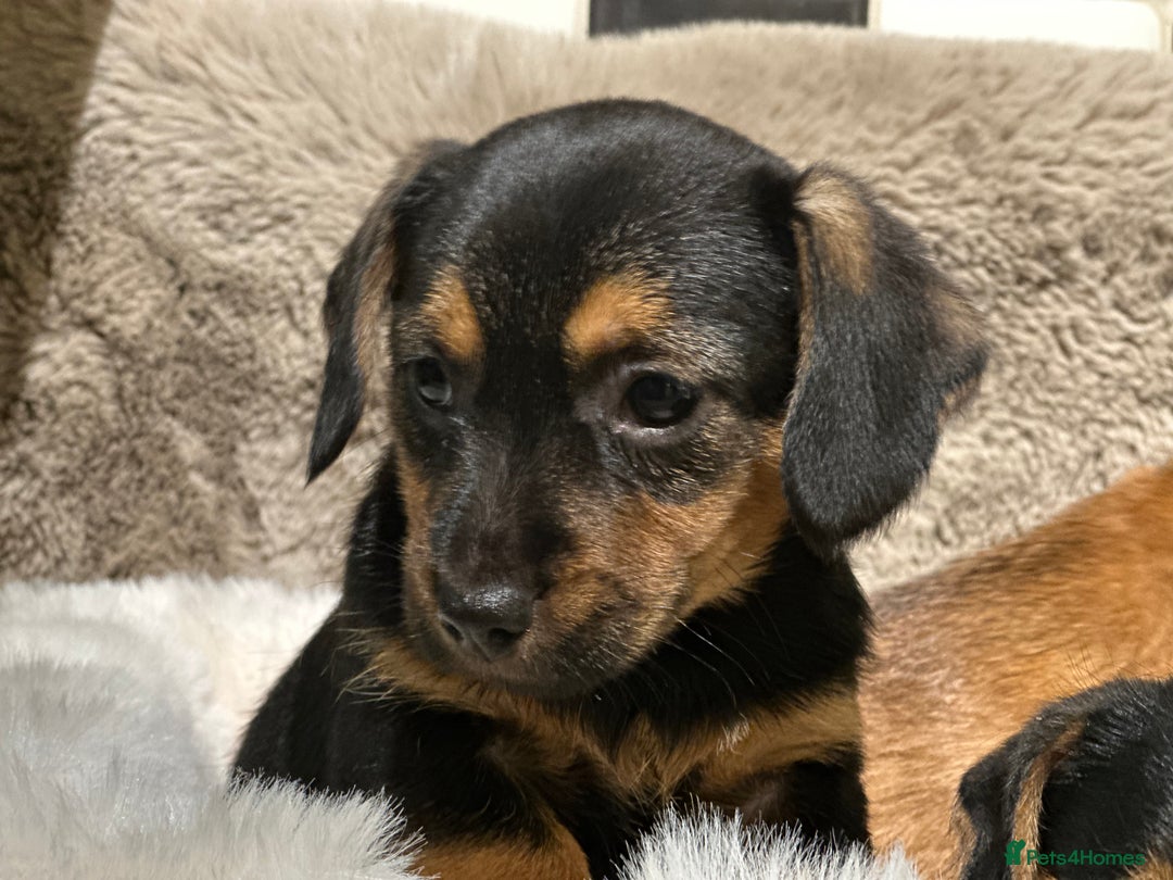 Mixed Breed dogs for sale: Stunning Norfolk terrier x miniature dachshund  - Advert 13