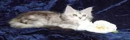 Maine Coon cats for sale: Pure Maine Coons Kittens For Sale - Advert 10