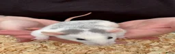 Rat rodents for sale: Beautiful friendly Dumbo rats  - Advert 8