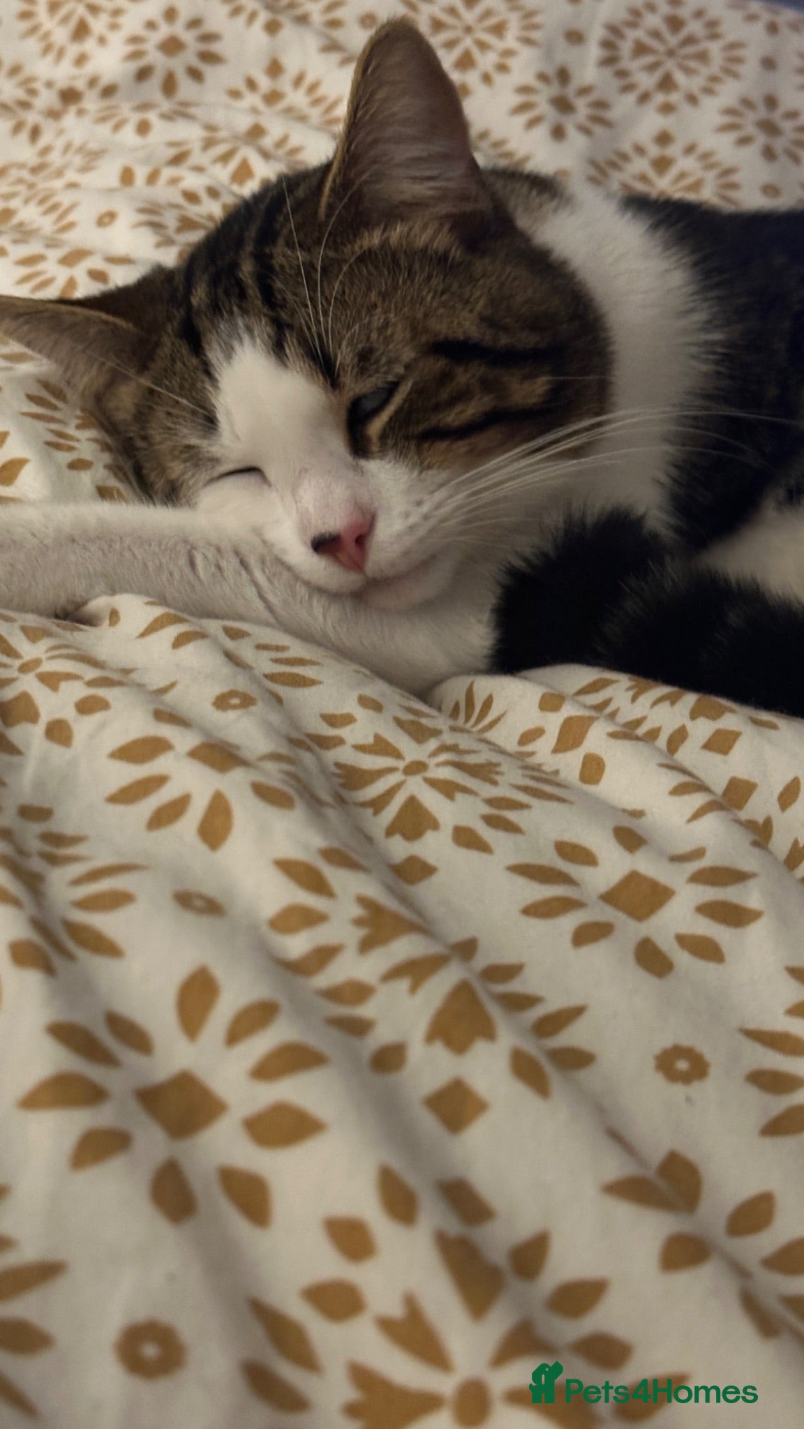 Mixed Breed cats Kiki 1 Year Old Male Cat Looking for a Loving Home - Advert 4