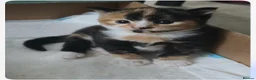 Mixed Breed cats for sale: 3 gorgeous kittens ginger and calico - Advert 3