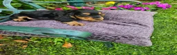 Cocker Spaniel dogs for sale: Cocker spaniel puppies - Advert 7