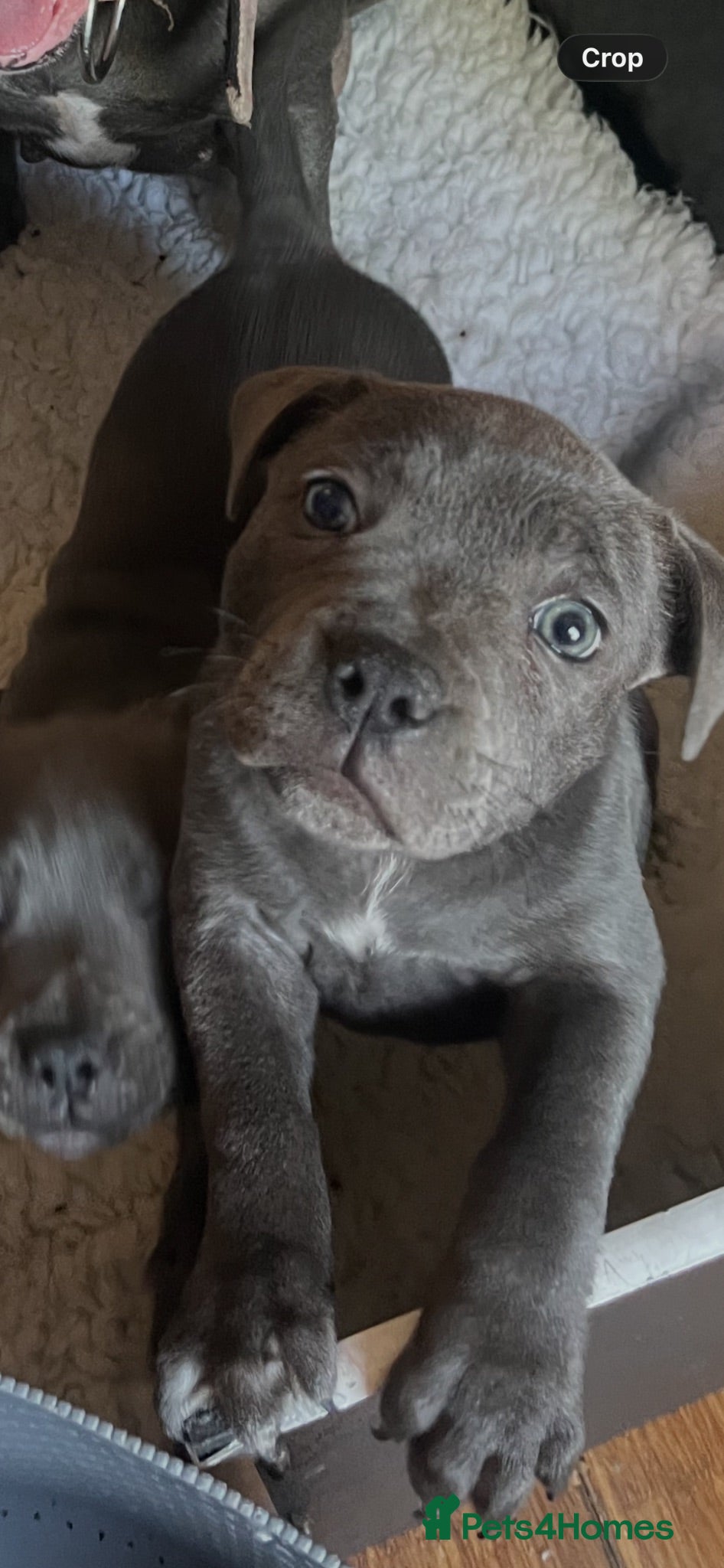 Staffordshire Bull Terrier dogs 1 little girl pedigree full of 20 champions  - Advert 7