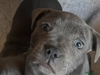 Staffordshire Bull Terrier dogs 1 little girl pedigree full of 20 champions - Advert 7