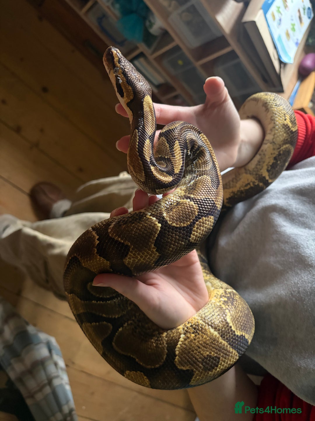 Python Snake reptiles for sale: Ball Pythons Leopard YB lesser enchi gravel pastel - Advert 12