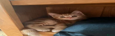 Dennis