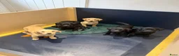 Labrador Retriever dogs for sale: Kc working Labrador retrievers  - Advert 1