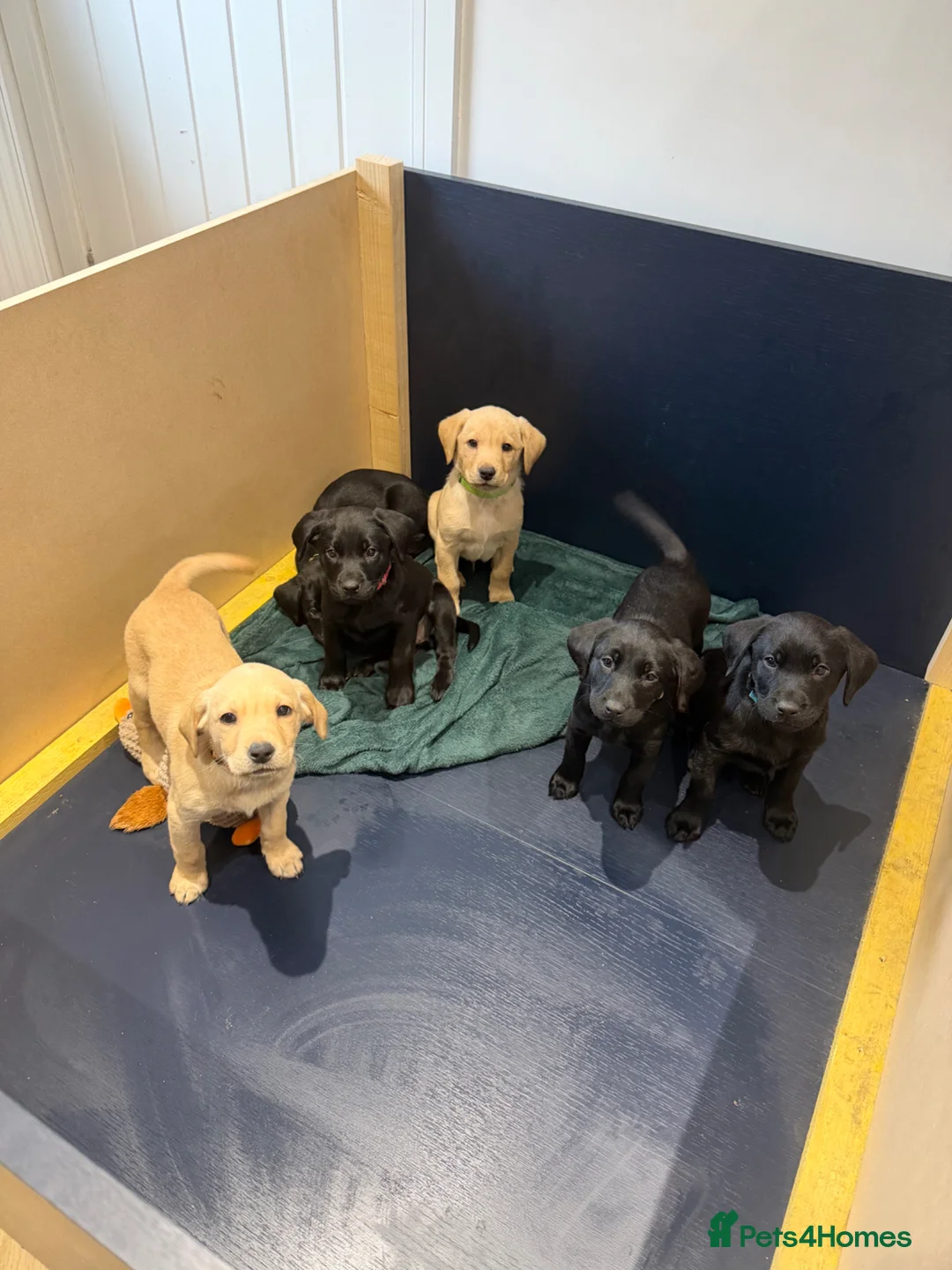 Labrador Retriever dogs for sale: Kc working Labrador retrievers  - Advert 1