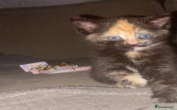 Mixed Breed cats for sale: Beautiful mixed coloured girly available 🌸 - Image 1