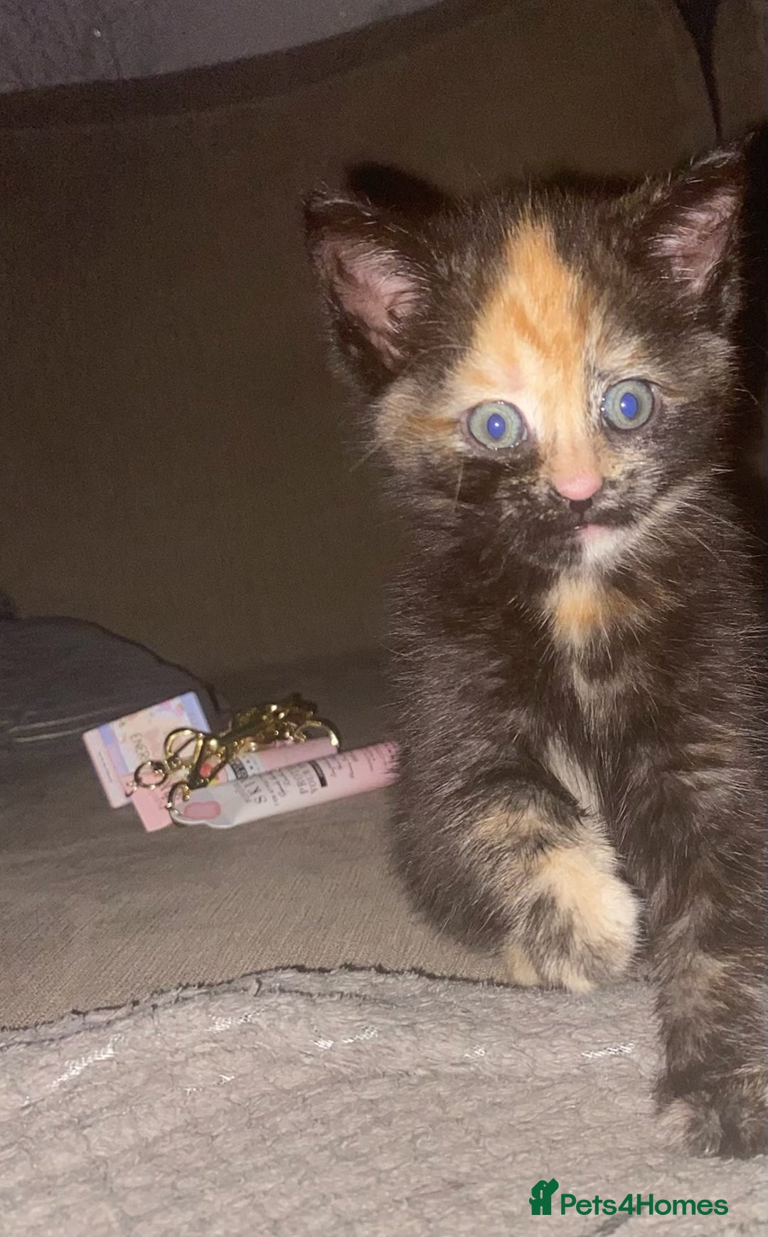 Mixed Breed cats for sale: Beautiful mixed coloured girly available 🌸 - Image 1