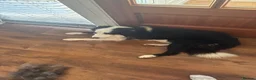 Border Collie dogs for stud: Rock  - Advert 13