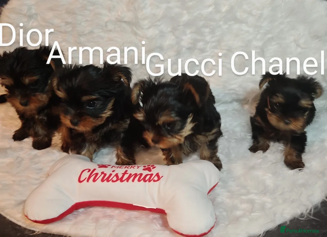 Yorkshire Terrier dogs for stud: Super small Yorkie with short muzzle DNA tested in Sheffield - Advert 20