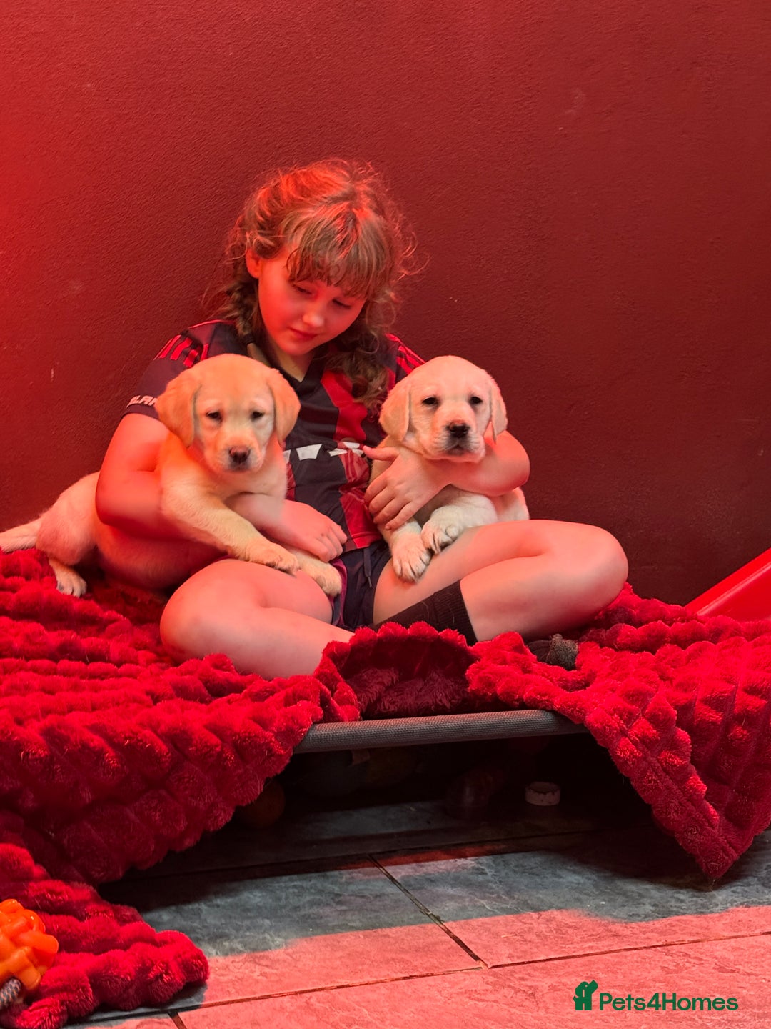 Golden Retriever dogs for sale: Health Tested, champion bloodlines Great with Kids - Advert 18