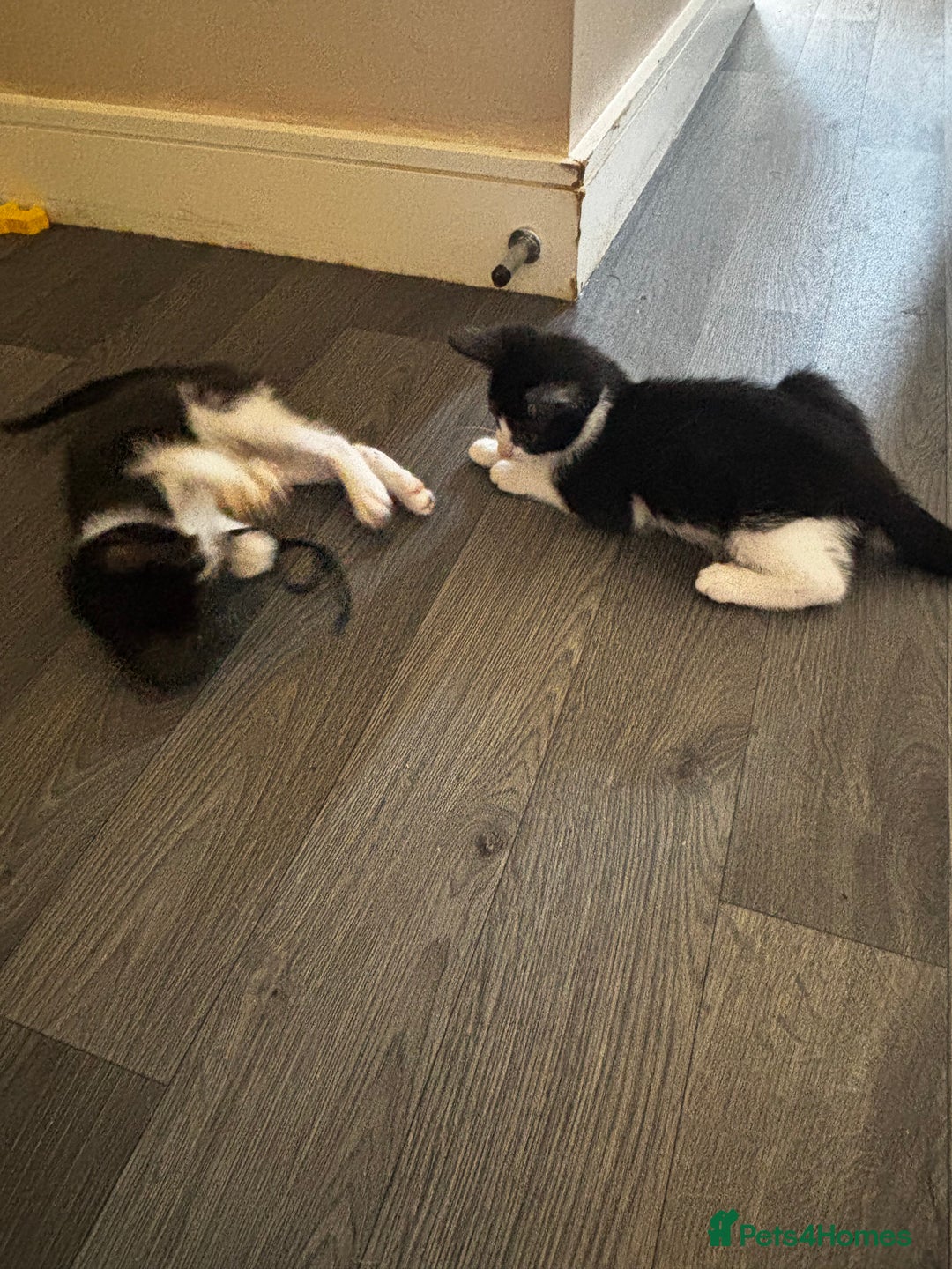 York Chocolate cats for sale: York and tuxedo boys for sell  - Image 3