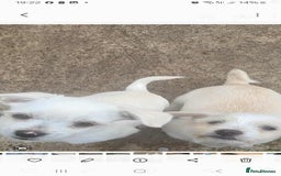 Bichon Frise dogs for sale: I am y are playful and eat at they  - Image 2