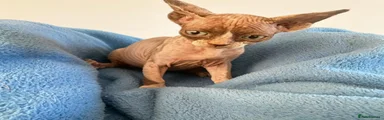 Sphynx 6
