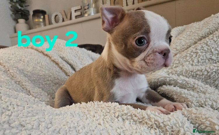 Boston Terrier dogs - Advert 1