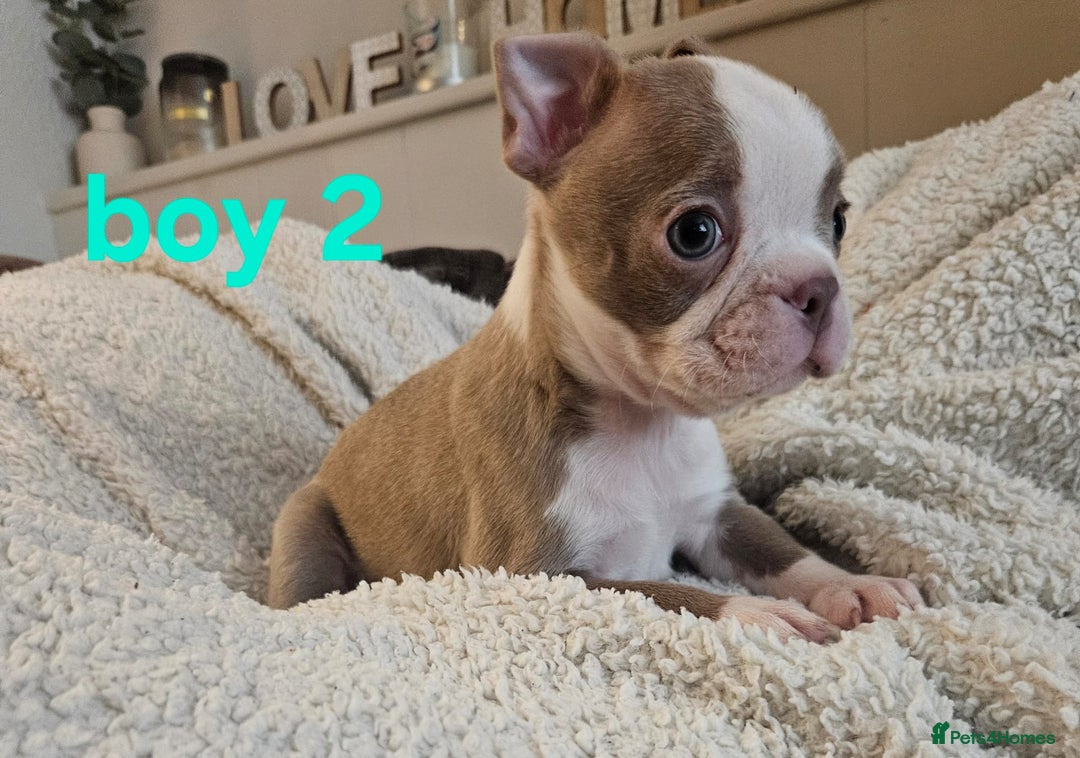 Boston Terrier dogs for sale: Lilac boston babies  - Image 16