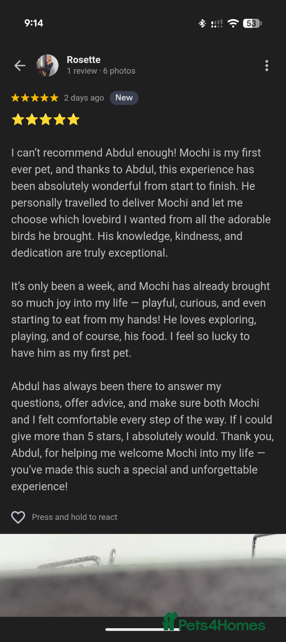 Cockatiels birds Cockatiels 🕊️ | White & Grey Available - Advert 2