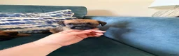 Border Terrier dogs for sale: Border terrier puppies - Advert 13
