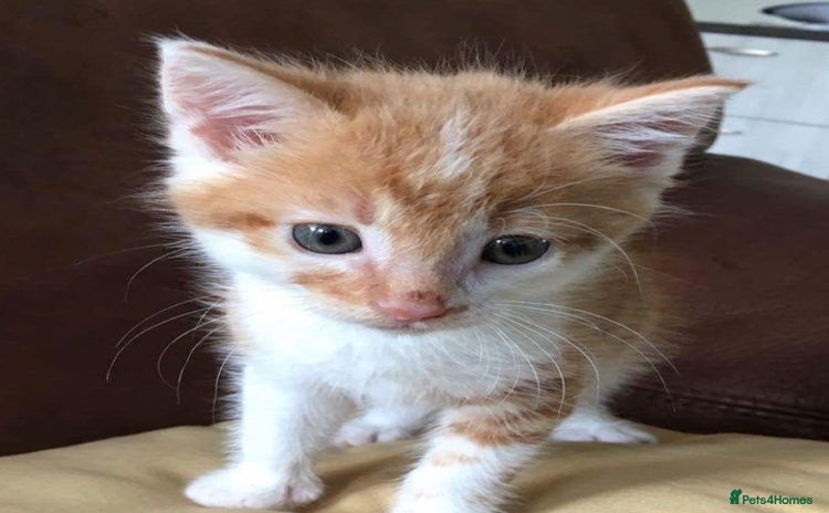 Mixed Breed cats - Advert 1