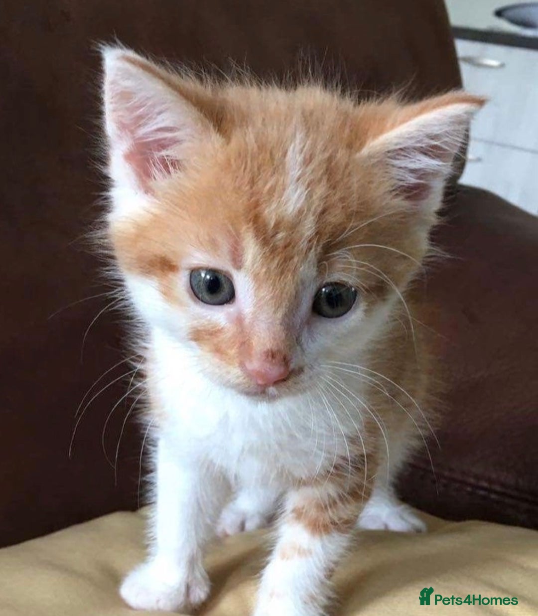 Mixed Breed cats for sale: Kittens  - Image 1